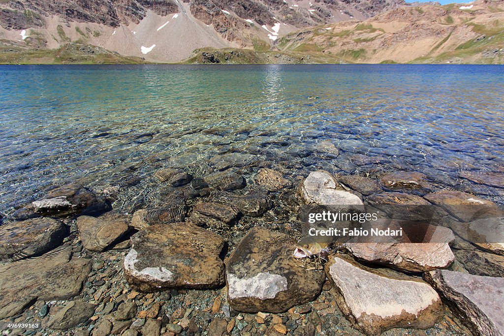 Brook trout on alpine lake