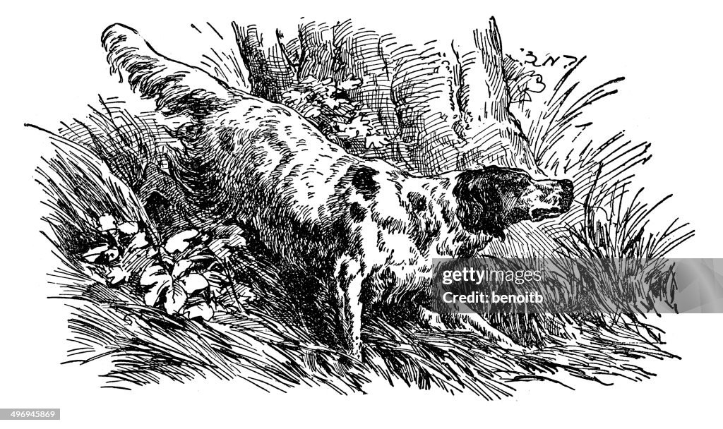 English Setter