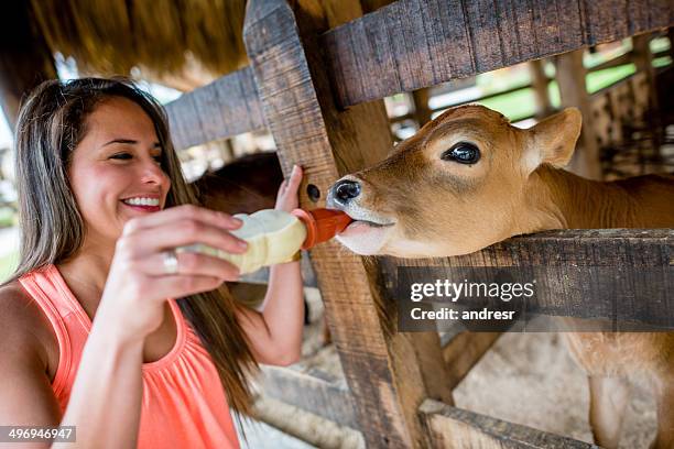 woman feeding a cow - 哺乳瓶 個照片及圖片檔