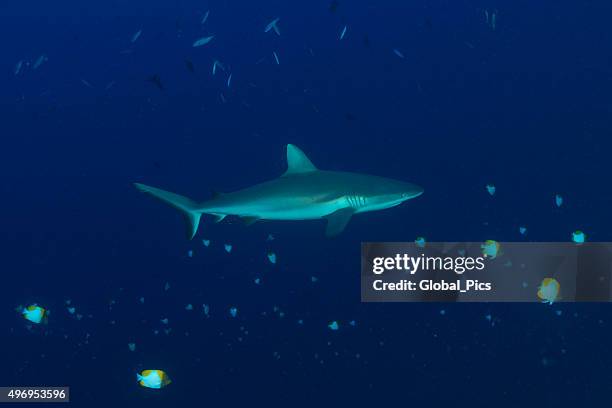 reef shark-palau, micronésia - silver shark - fotografias e filmes do acervo