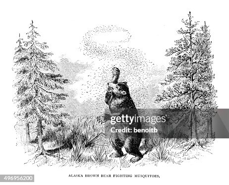 Alaska Brown Bear Fighting Mosquitoes High-Res Vector Graphic - Getty ...