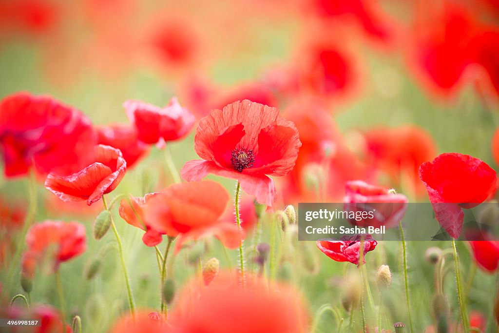 Wild poppies in Dorset.