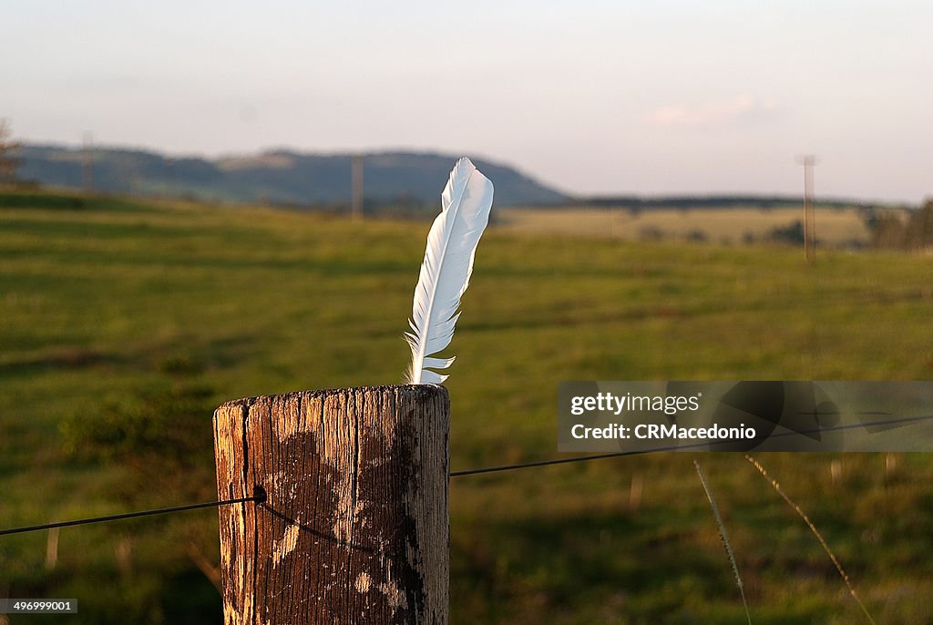 Chicken feather