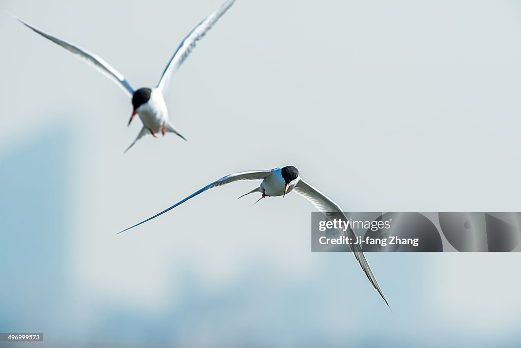 Terns hunting fish