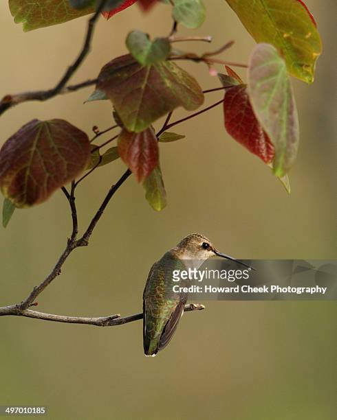 gimme shelter (ruby-throated female) - ruby throated hummingbird stock pictures, royalty-free photos & images