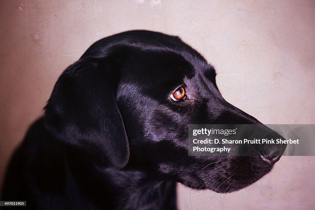 Young Black Labrador Retriever Portrait