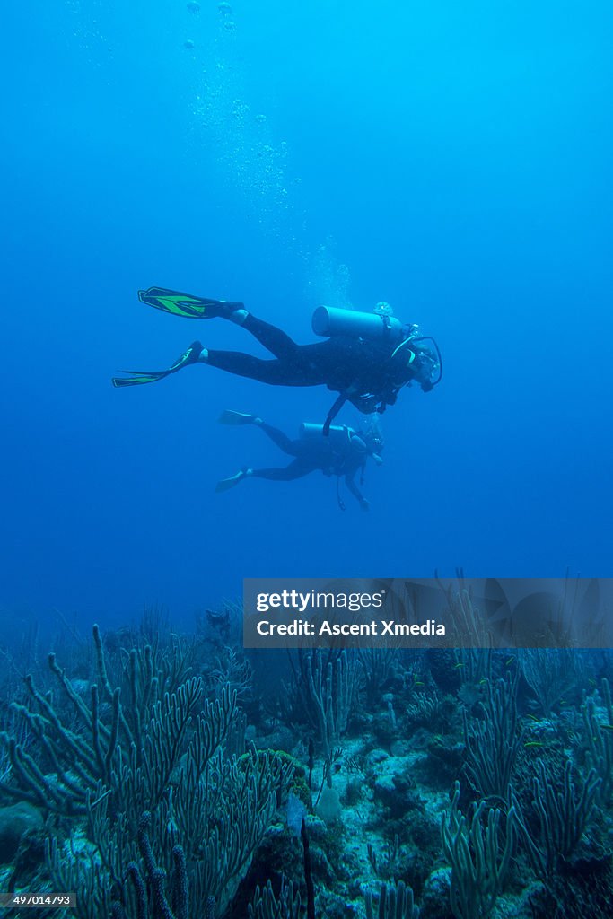 Divers pass overhead corals on sea bottom