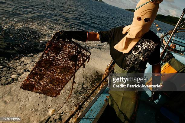 Workers carrying out daily cleaning of the ropes and cages at the oyster farm. Jacques Branellec has arrived to inspect the farm, having piloted a...