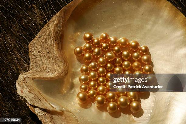 The new harvest of golden pearls on the Taytay oyster farm. Thousands of pearls have been harvested in one week. A good quality pearl is work around...