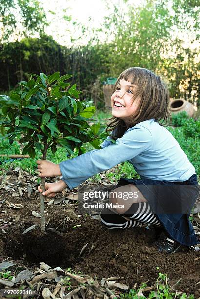 chil planting tree - kid in tree stock pictures, royalty-free photos & images