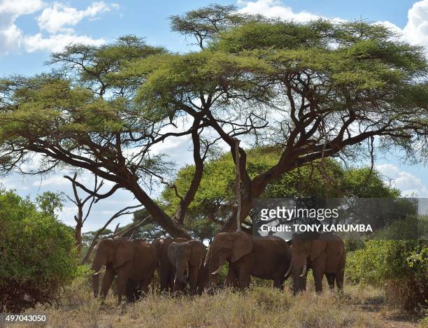 Elephants rest in the shade of a flame tree at the Amboseli national reserve November 13, 2015 at the foot of Mt. Kilimanjaro. The first delegation...