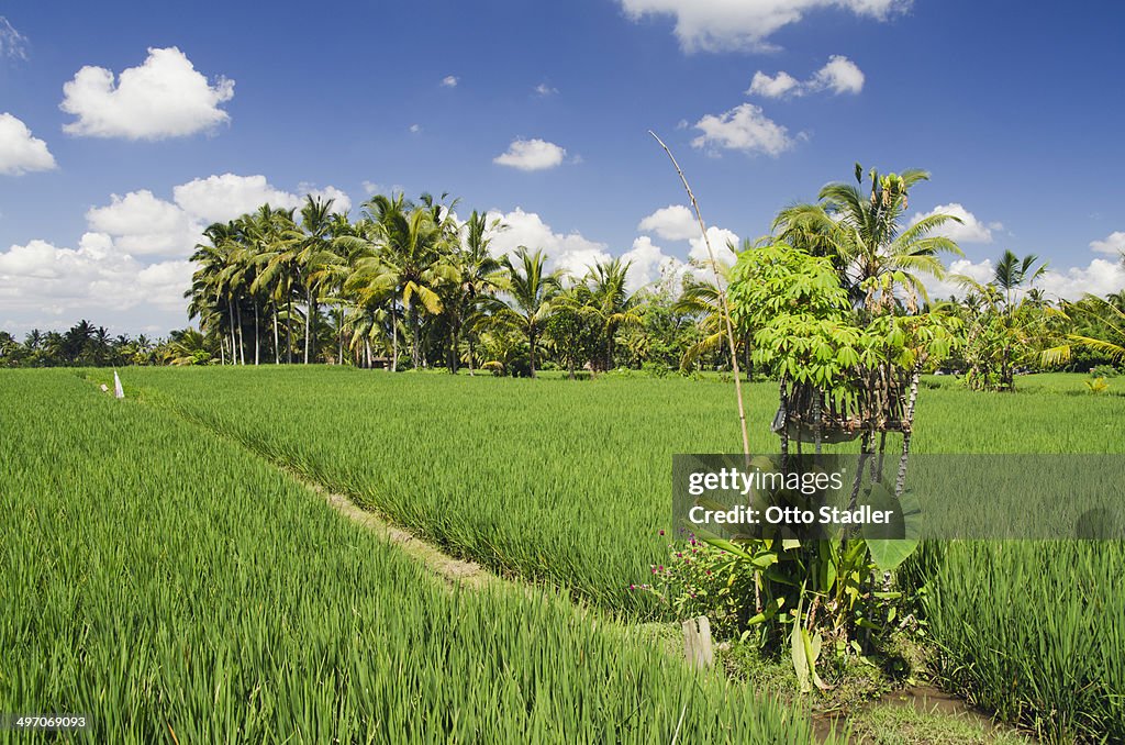 Paddy field with coconut trees and altar