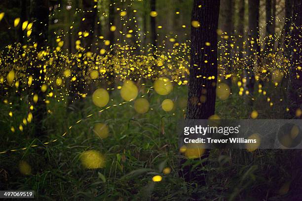 fireflies in a forest - fireflies stock-fotos und bilder