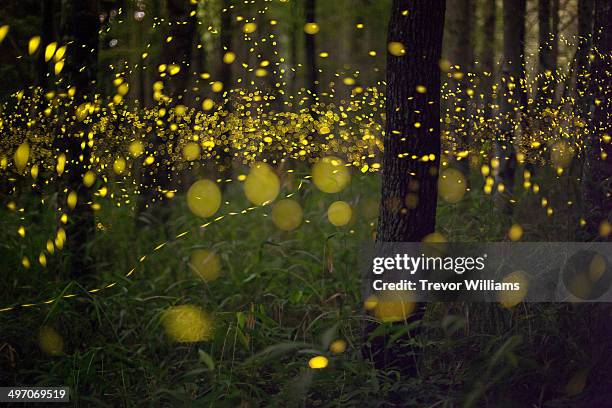 fireflies in a forest - fireflies stockfoto's en -beelden