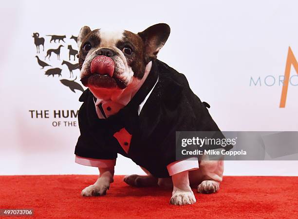 Baxter the dog poses for a picture during the 2015 To The Rescue! New York Gala at Cipriani 42nd Street on November 13, 2015 in New York City.