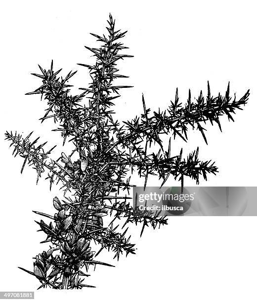 antique illustration of ulex europaeus (gorse, common gorse, furze) - gorse stock illustrations