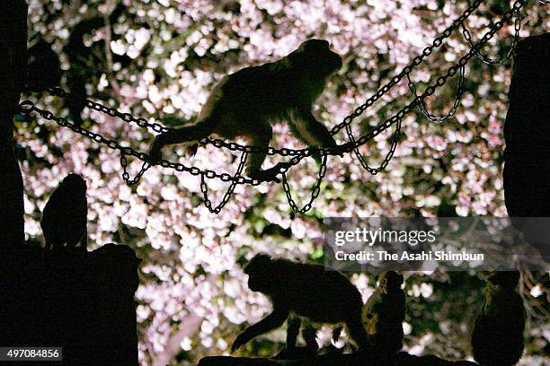 Japanese macaques are seen in the illuminated fully bloomed cherry blossoms at Tokuyama Zoo on April 4, 2007 in Shunan, Yamaguchi, Japan.