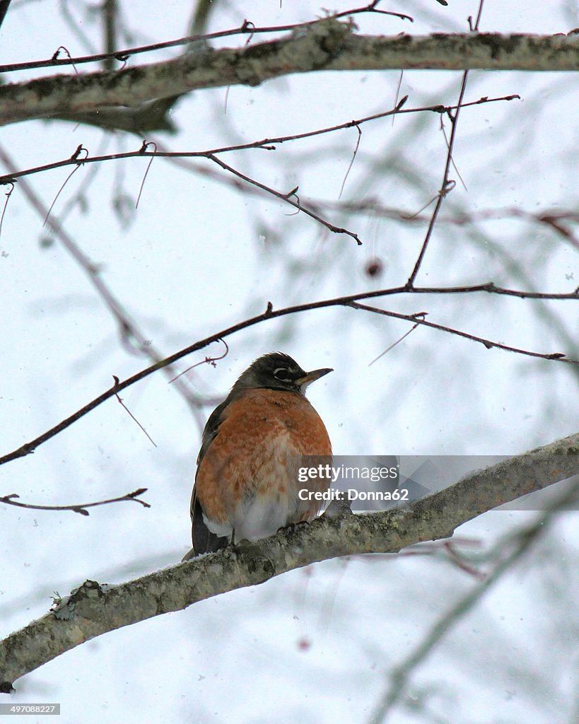 American Robin in the snow