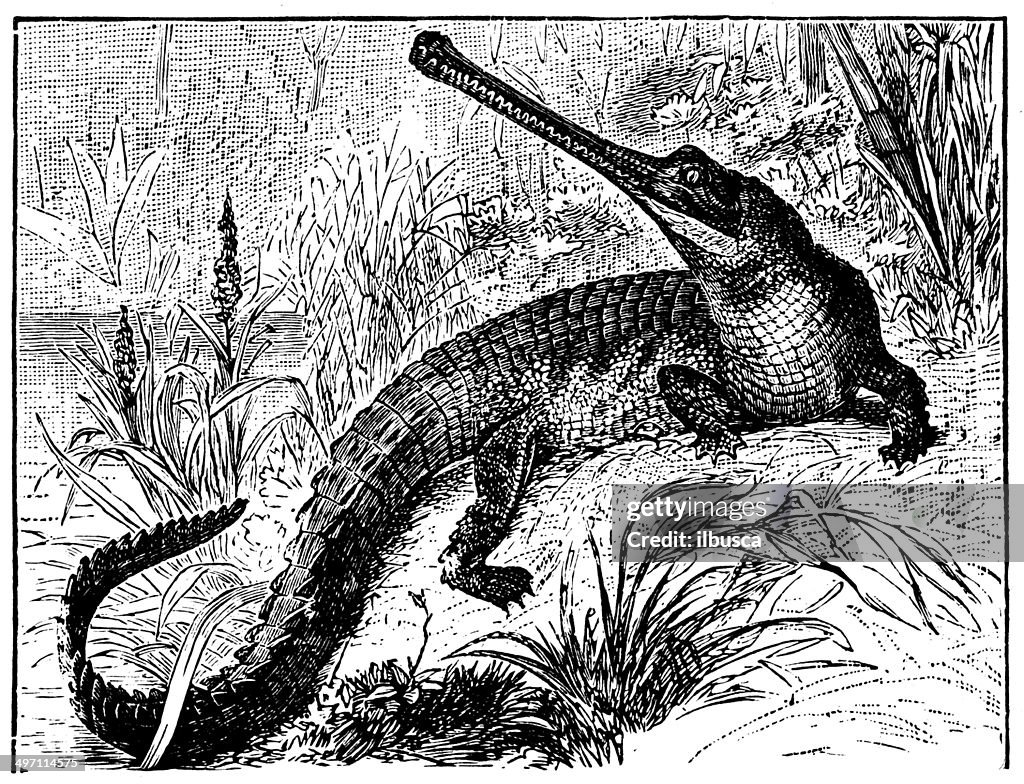 Antique illustration of gharial (Gavialis gangeticus)