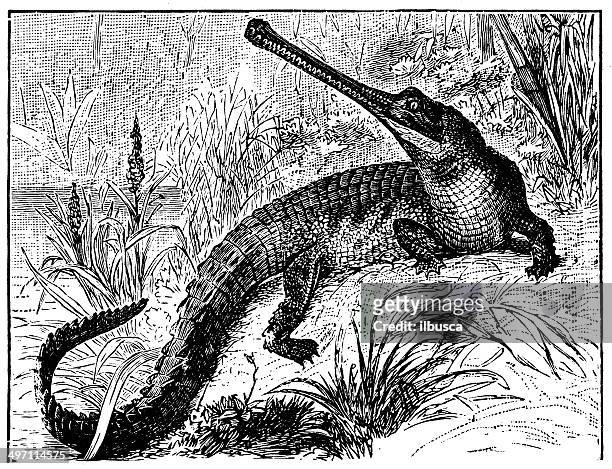 antique illustration of gharial (gavialis gangeticus) - indian gharial stock illustrations