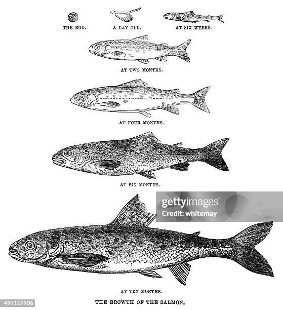 ilustrações de stock, clip art, desenhos animados e ícones de crescimento de um salmão (iln 1862 - ciclo de vida