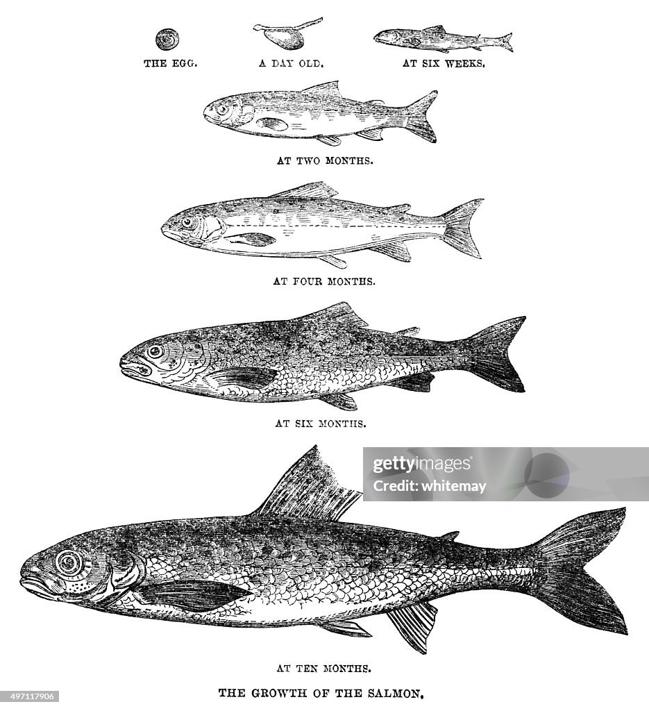 Growth of a salmon (ILN 1862)