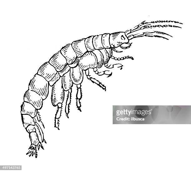 antique illustration of gammarus pulex (freshwater shrimp) - fles stock illustrations