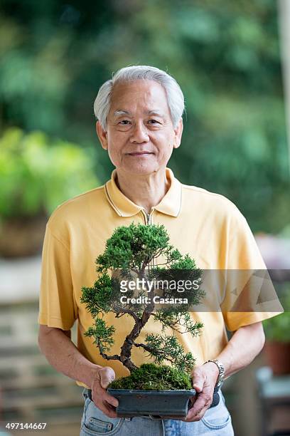 tree penjing - banzai stock pictures, royalty-free photos & images