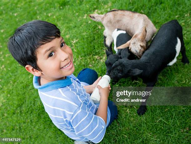 boy feeding baby goats - 哺乳瓶 個照片及圖片檔