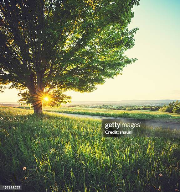 Spring In Winnipeg 9,552 Canada Spring Landscape Stock Photos, High-Res Pictures, and ...