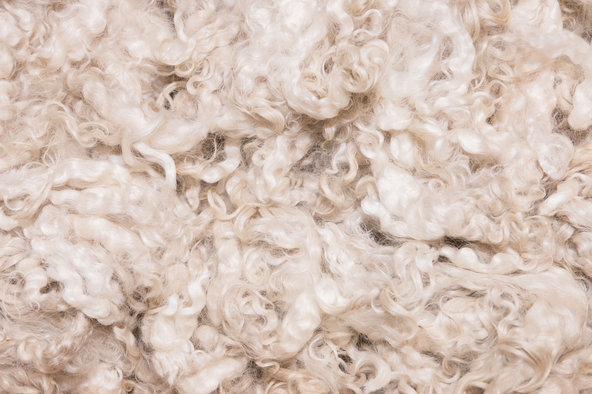 wool fibers