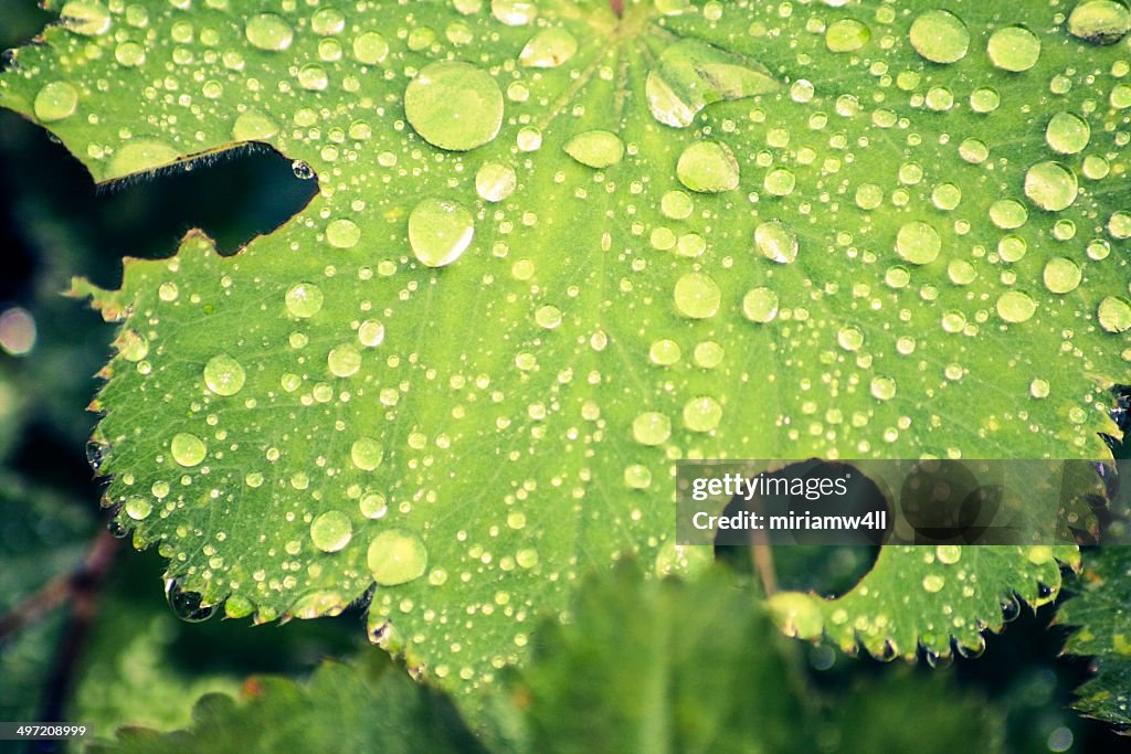 Hoja verde con gotas de agua