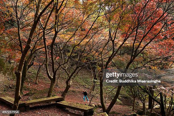 Tourist walks under maple trees in a Momiji vally on November 15, 2015 in Tatsuno, Japan. In mid November when the autumn colours are most vibrant in...