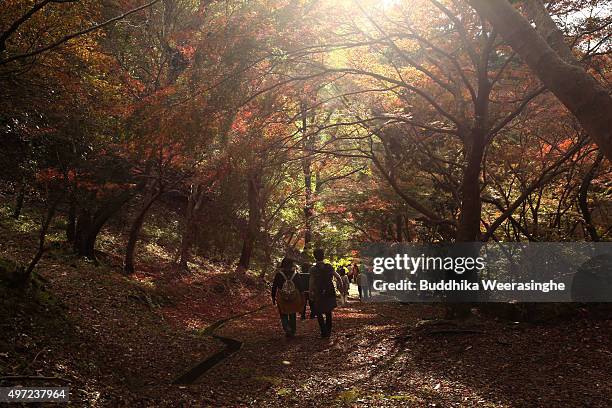 Tourists look at the trees in Momiji valley on November 15, 2015 in Tatsuno, Japan. In mid November when the autumn colours are most vibrant in the...