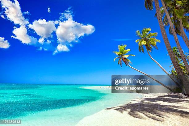 tropical white sand beach in caribbean island with coconut trees - karibien bildbanksfoton och bilder