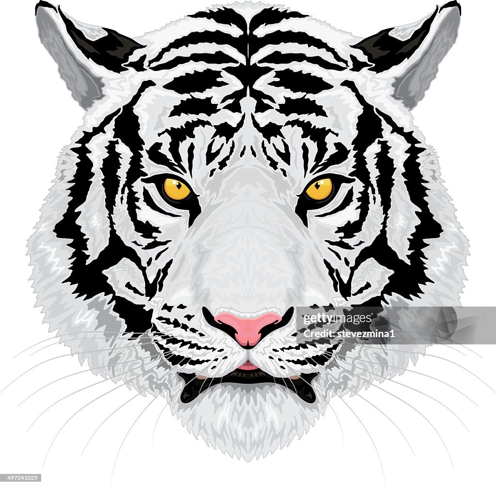 Tigre blanco