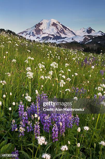 mount baker wildflower meadows north cascades - mt baker stock pictures, royalty-free photos & images