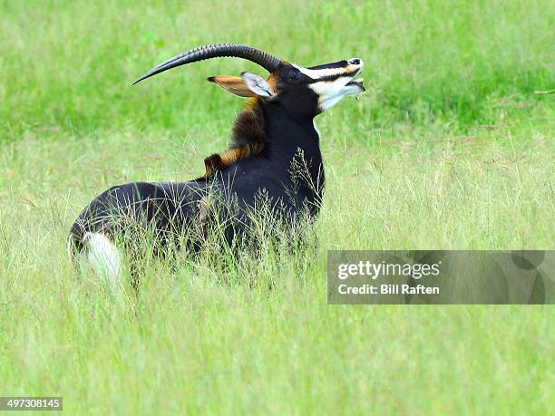 sable flehmening the air - flehmen behaviour foto e immagini stock