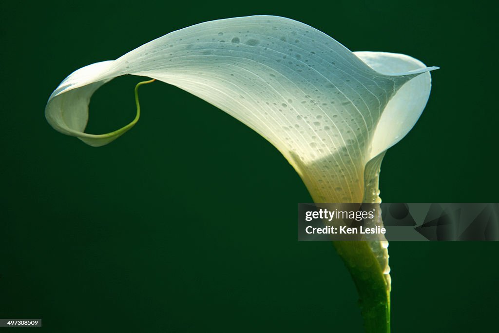 Zantedeschia flower