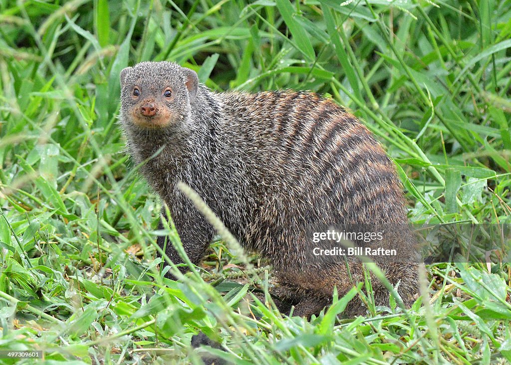Kruger - Banded Mongoose in the grass