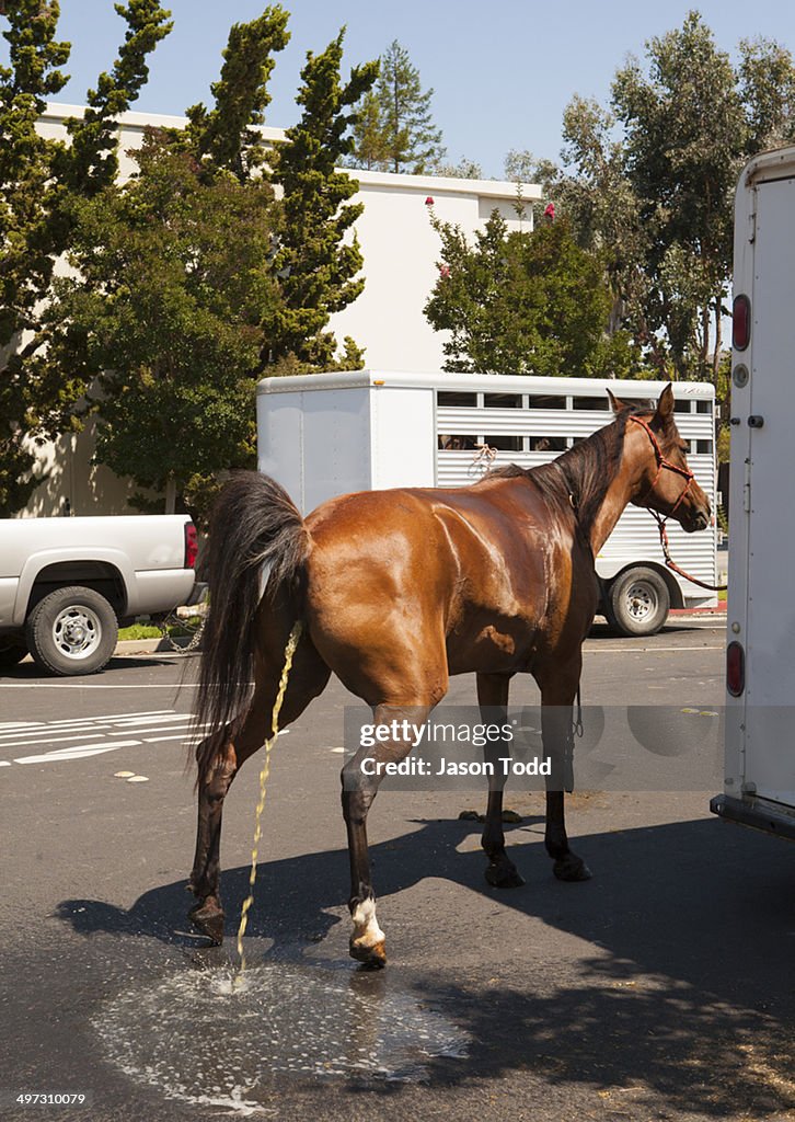 Horse urinating on city street with trailers
