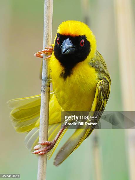 southern masked weaver looking for a wasp - african wasp stock pictures, royalty-free photos & images