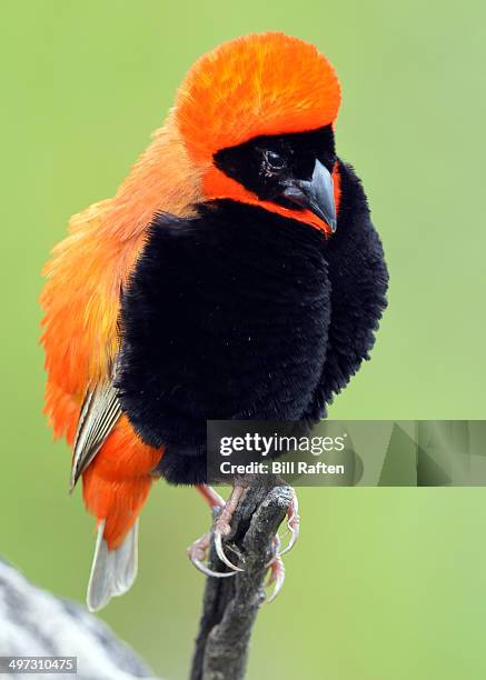 southern red bishop - euplectes orix stock pictures, royalty-free photos & images
