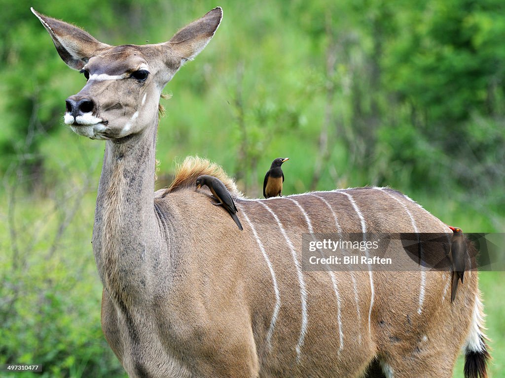 Kudu & Red & Yellow billed Oxpeckers