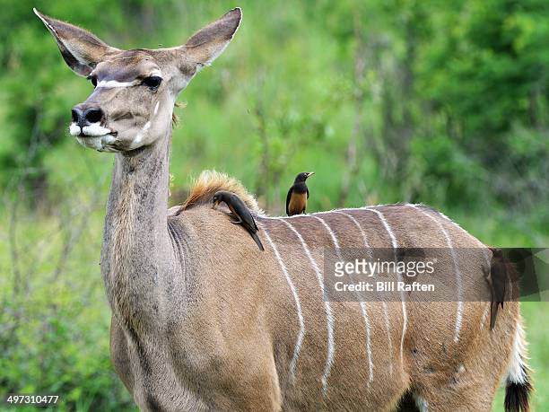 kudu & red & yellow billed oxpeckers - buphagus africanus stock pictures, royalty-free photos & images