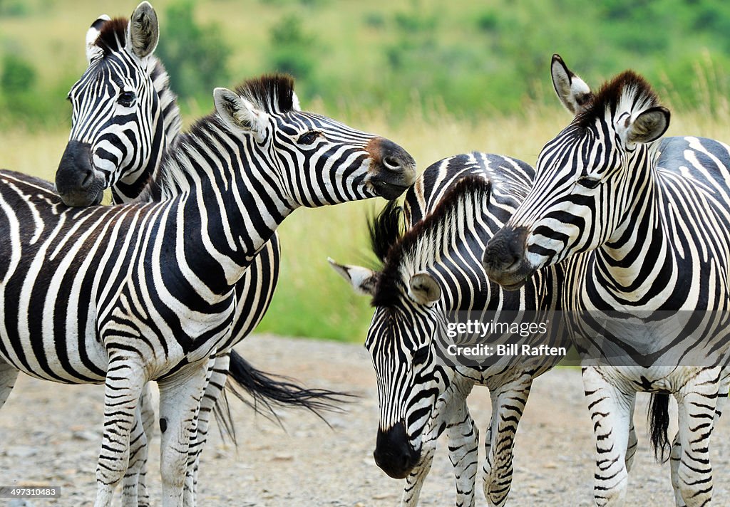 Zebras close together