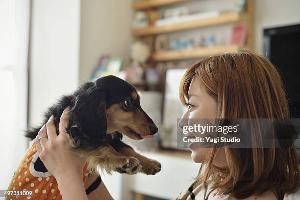 woman have embraced the pet dog in the room. - perro faldero fotografías e imágenes de stock