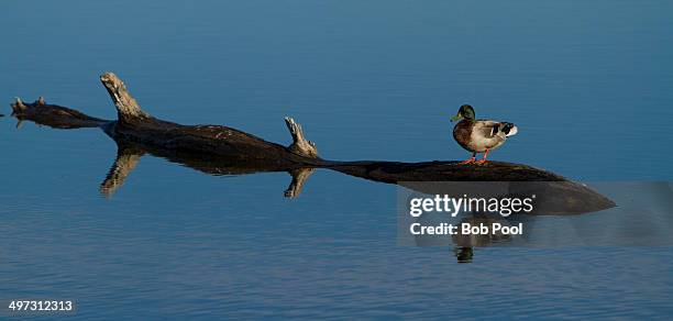 a drake mallard duck reflected in malheur lake - frenchglen stock-fotos und bilder