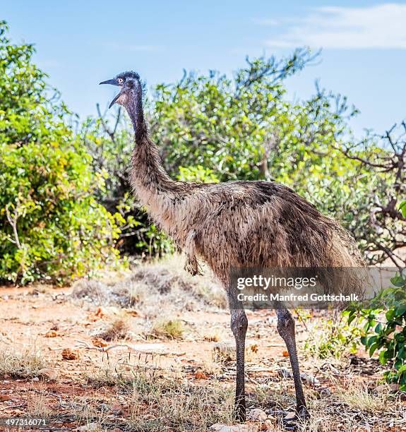 emu at cape range national park - émeu photos et images de collection