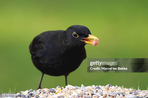eurasian blackbird eating birdseed from a feeder - bird seed stockfoto's en -beelden
